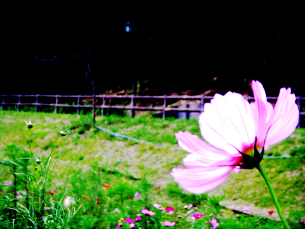 秋桜　ハイキィー