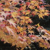 黄色主体　紅葉