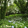 紫陽花の森