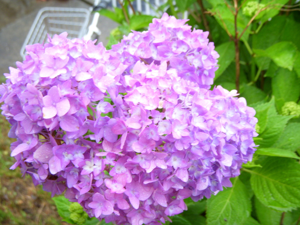 紫陽花
