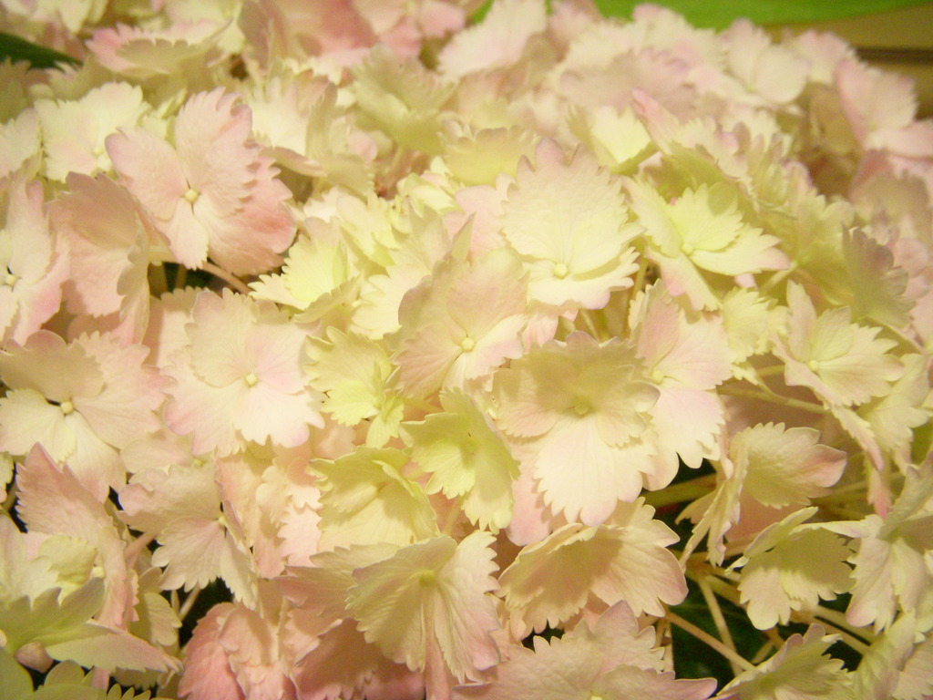 紫陽花