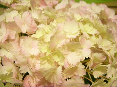 紫陽花