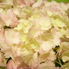 紫陽花