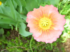 Poppy