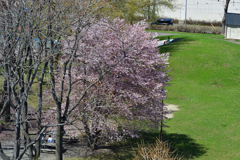 札幌でも桜　開花