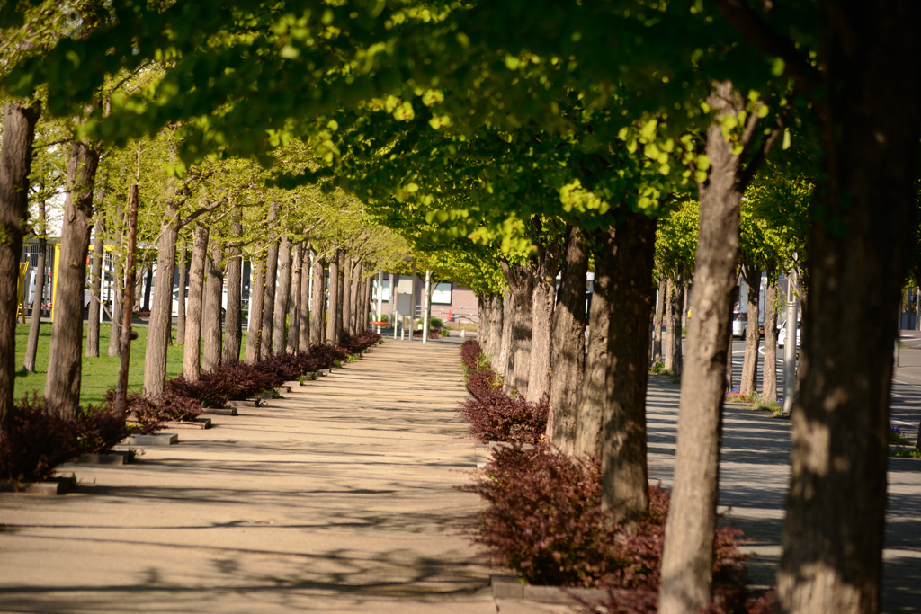 散歩道