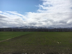 山はまだ雪