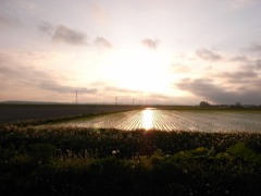 夕日