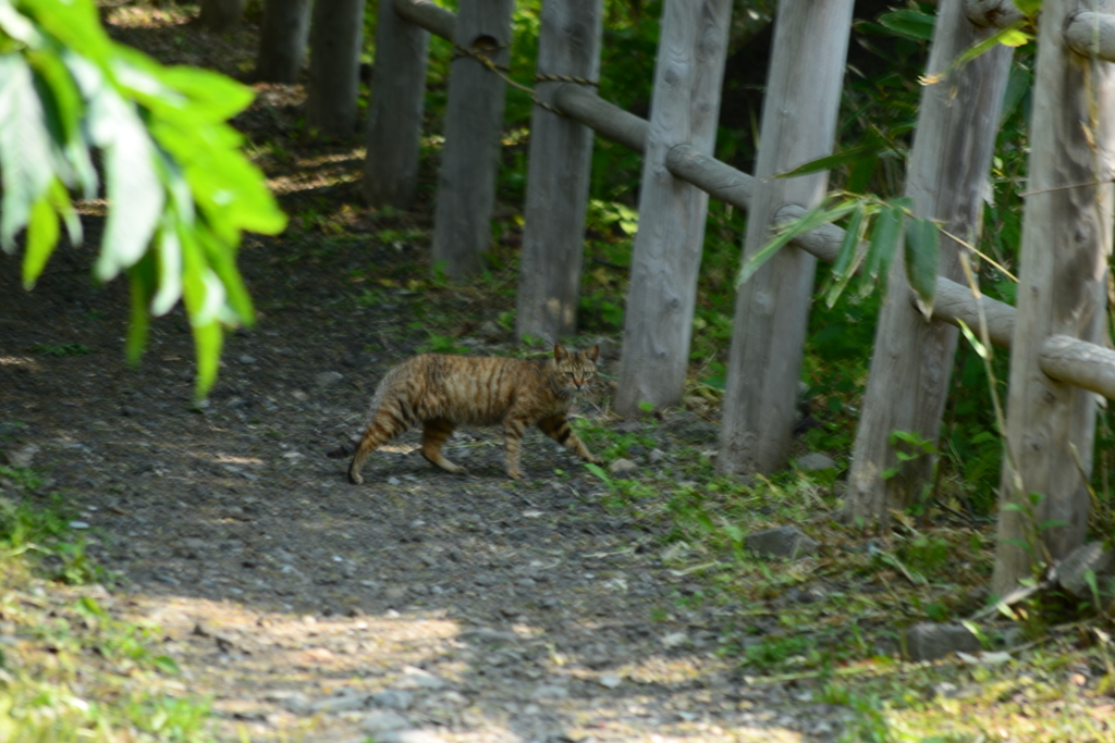 野良猫