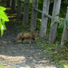 野良猫