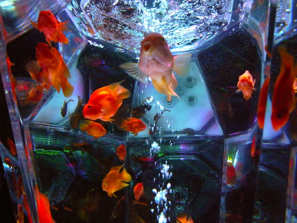 gold-fish