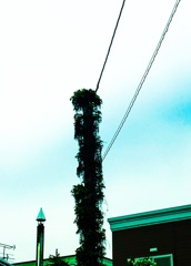 洒落た電信柱