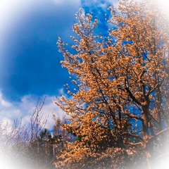 札幌  桜開花