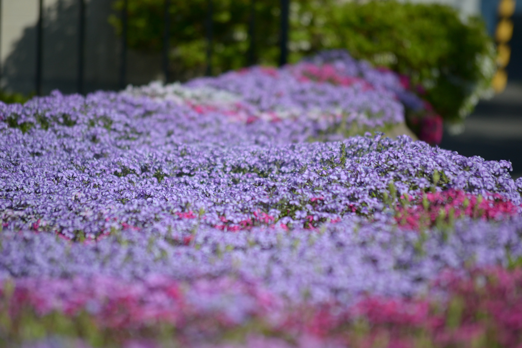 花のじゅうたん