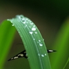 雨宿り