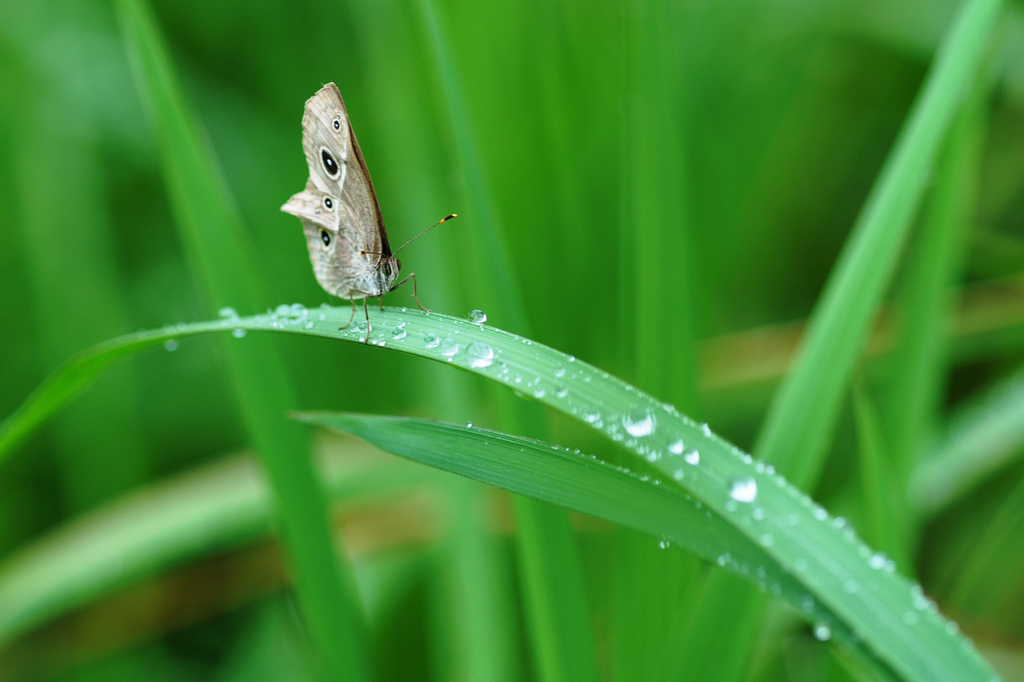 雨上がりの草原で・・・