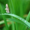 雨上がりの草原で・・・