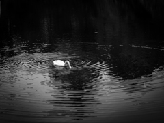 IMG_2498