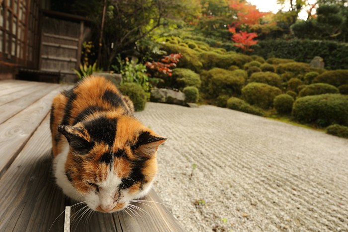 福ちゃん