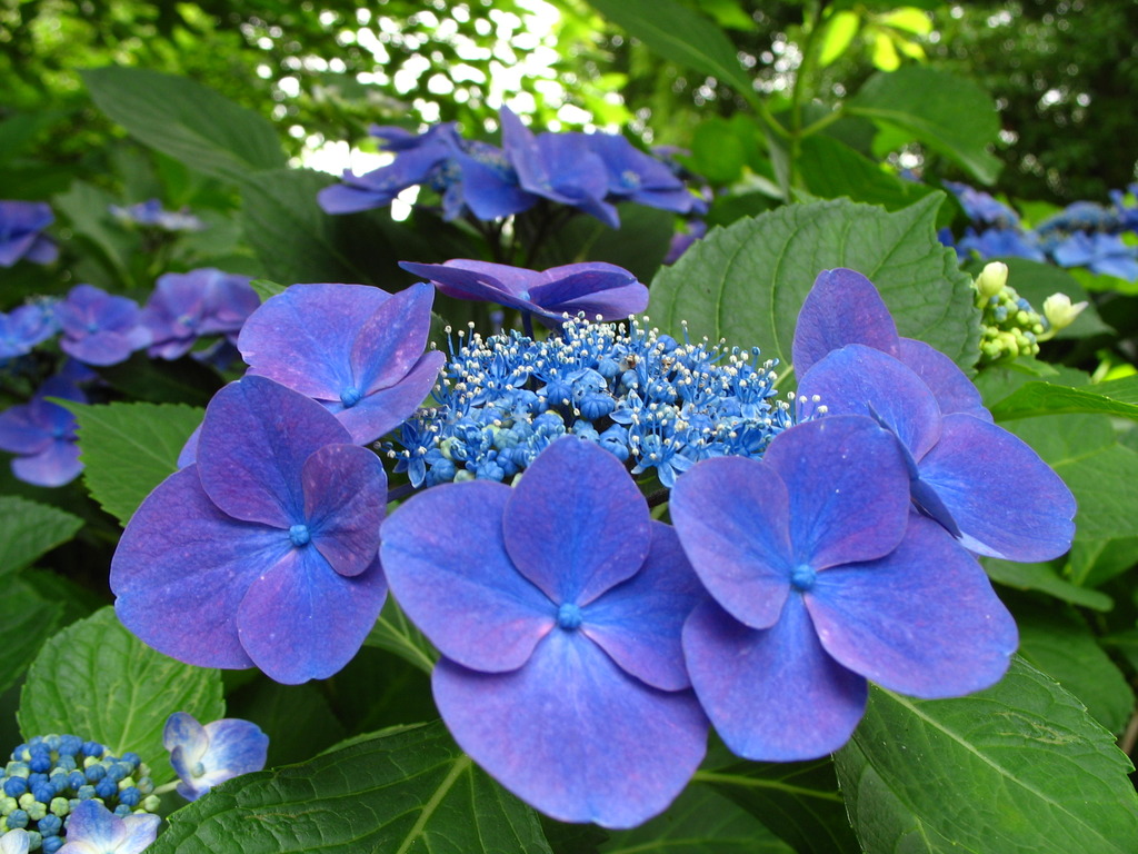 額紫陽花