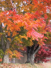 紅葉