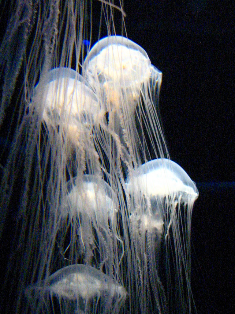 水母ランプ