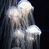 水母ランプ