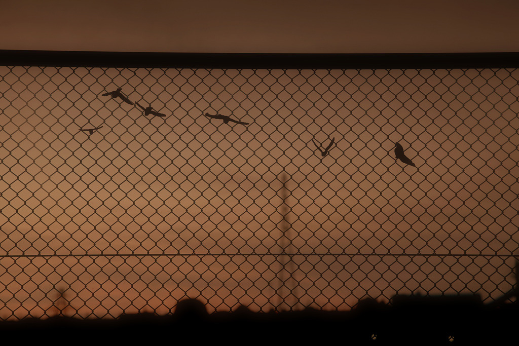 Flight to freedom