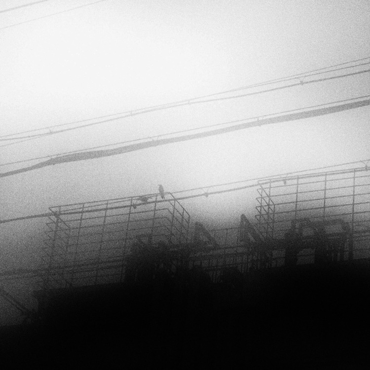 Crow