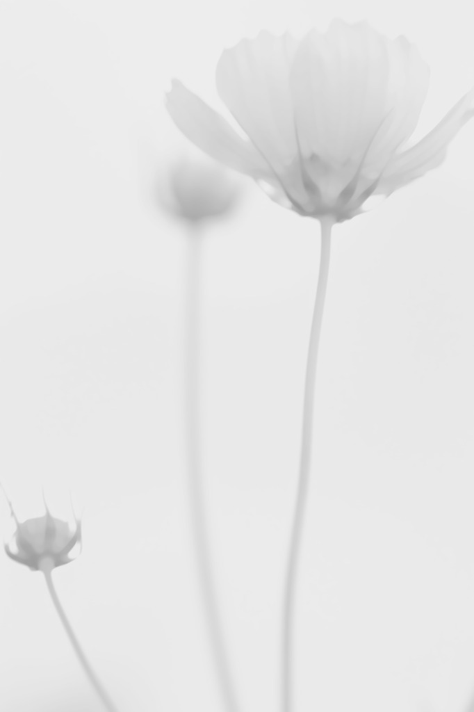 秋桜