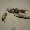 流木