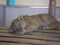 子ライオンのお昼寝