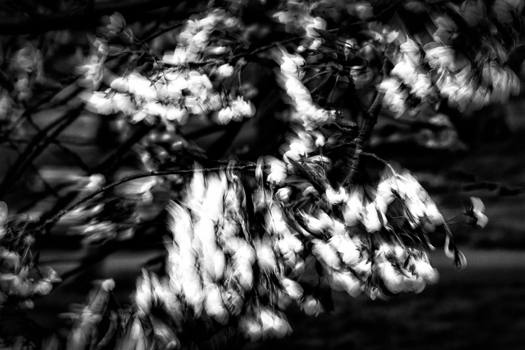 Cherry blossoms