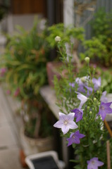 IMGP3376