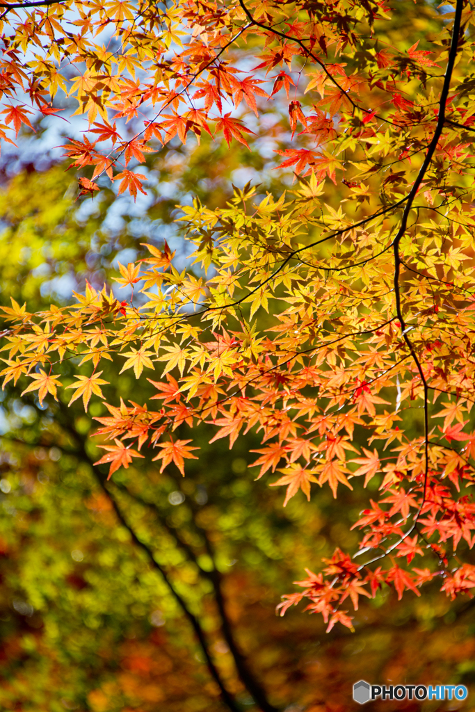 再度山の紅葉　８／９