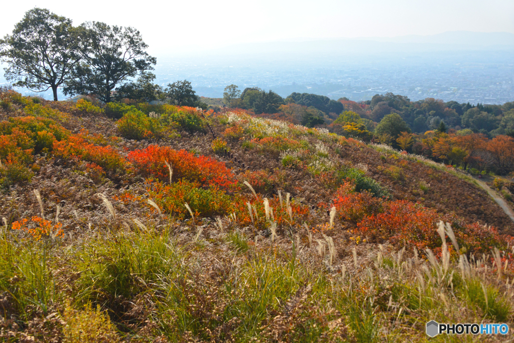 若草山の秋・３