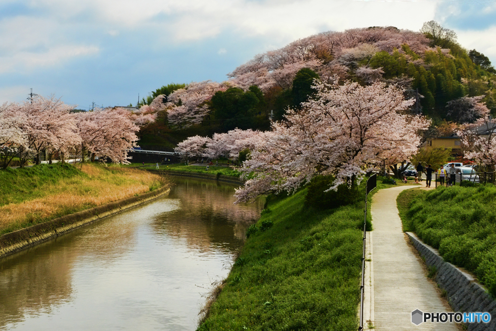 三室山の桜 3