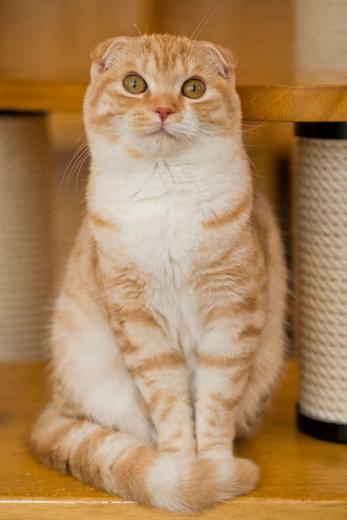 Scottish Fold SH