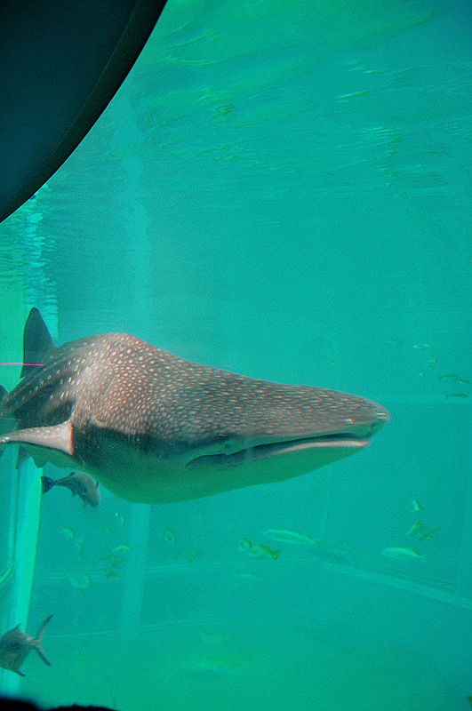 サメ　海遊館