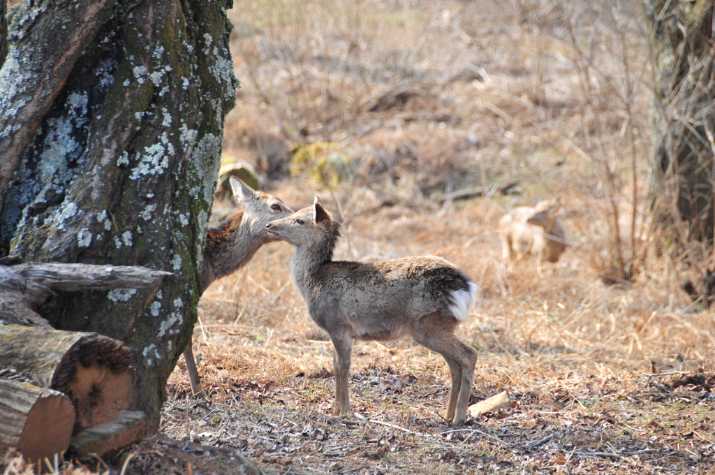 Deers in Nara city