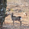 Deers in Nara city