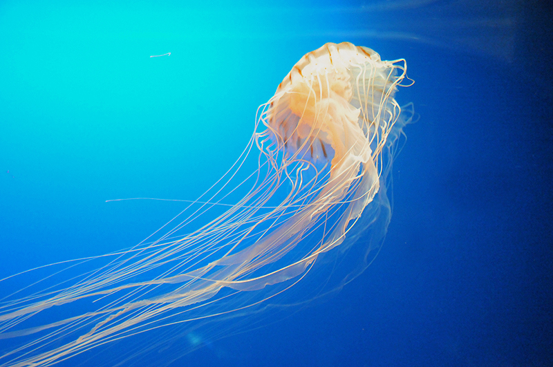 くらげ１　海遊館