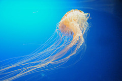 くらげ１　海遊館