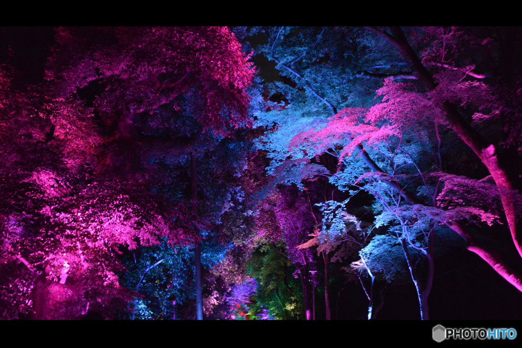 糺の森の光の祭05@下鴨神社