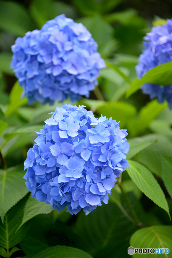 三室戸寺の紫陽花06