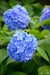 三室戸寺の紫陽花06