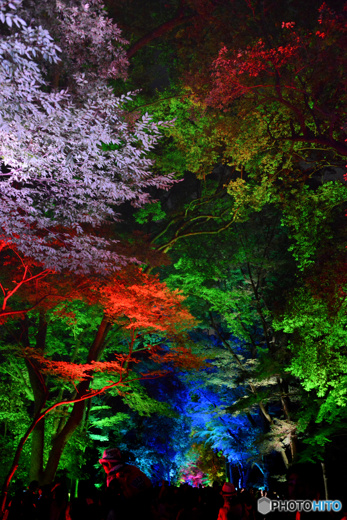 糺の森の光の祭04@下鴨神社