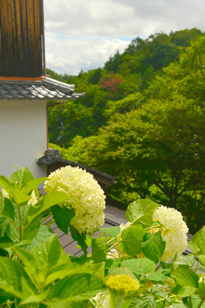 揚谷寺　18