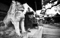 尾道　神社狛犬