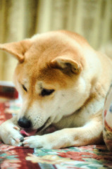 saku1